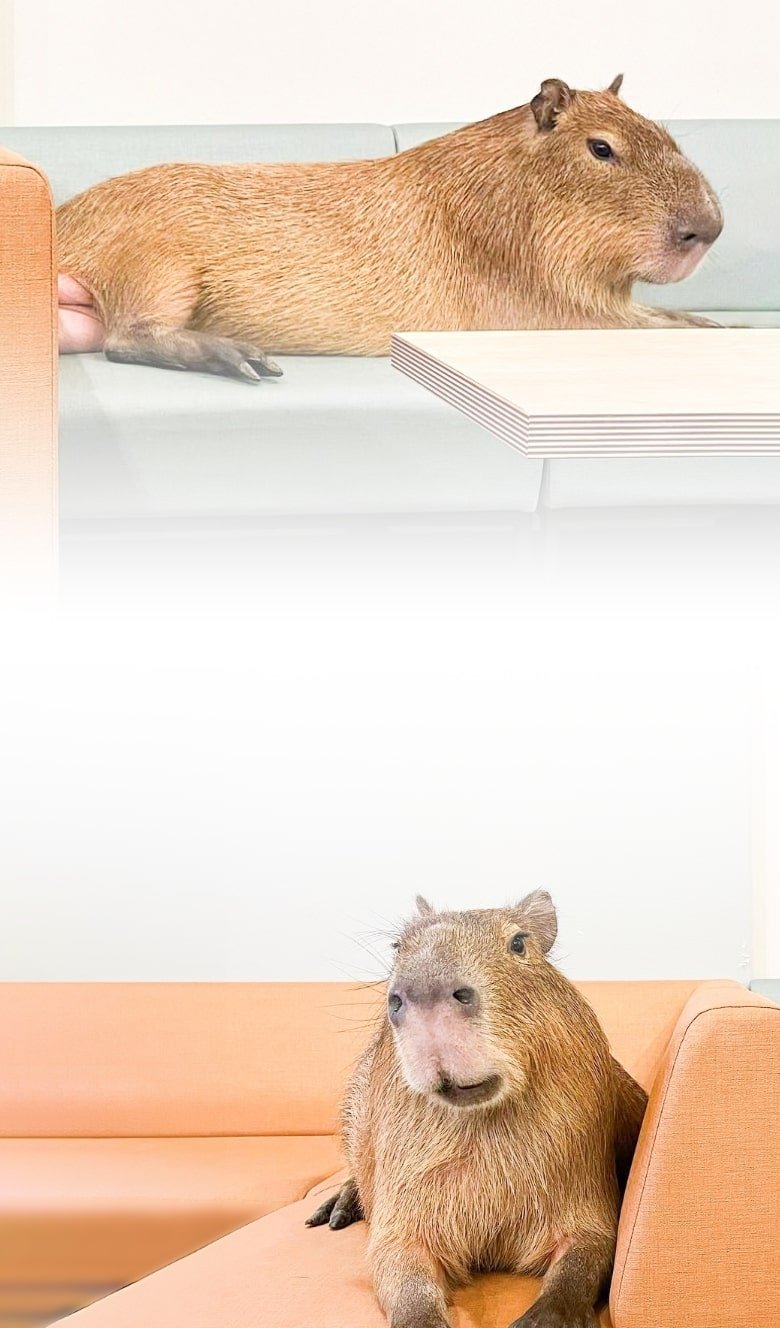 capybara-cafe-tokyo_1758593379