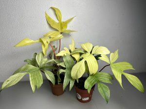 philodendron-florida-ghost_1758593116