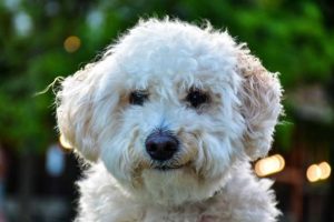 white-poodle_1758591551